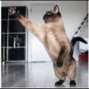 Cola_The_Cat 15