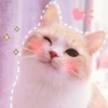 Kittenmiaw 15