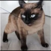 Cola_The_Cat 16