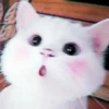 Kittenmiaw 16