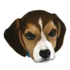 Corgi Dog 18