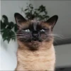 Cola_The_Cat 17