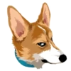 Corgi Dog 19