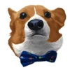 Corgi Dog 20