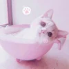 Kittenmiaw 17