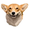 Corgi Dog 21