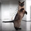 Cola_The_Cat 18