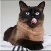 Cola_The_Cat 19