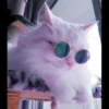 Kittenmiaw 18