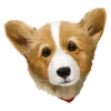 Corgi Dog 23