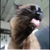 Cola_The_Cat 20