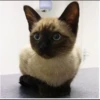 Cola_The_Cat 21