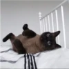 Cola_The_Cat 22