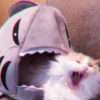 Kittenmiaw 19
