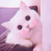 Kittenmiaw 20
