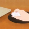Hamsters 24