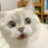 Kitty mood 21