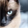 Cola_The_Cat 23