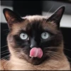 Cola_The_Cat 24