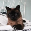 Cola_The_Cat 25