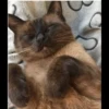 Cola_The_Cat 26