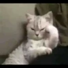 Kitty mood 23