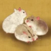 Hamsters 25