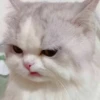 Kitty mood 24