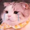 Kittenmiaw 21