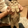 Kitty mood 26