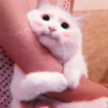 Kittenmiaw 23