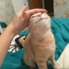 Kitty mood 27