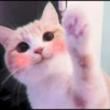 Kittenmiaw 24