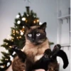 Cola_The_Cat 27