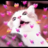 Kittenmiaw 25