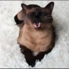 Cola_The_Cat 28
