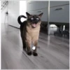 Cola_The_Cat 29