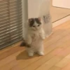 Kitty mood 29