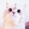 Kittenmiaw 27