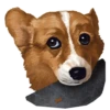 Corgi Dog 26
