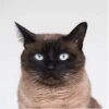 Cola_The_Cat 30