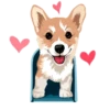 Corgi Dog 27