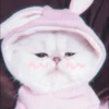 Kittenmiaw 30