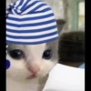 Kucing berbagai Rasa 5
