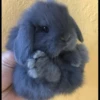 AniMaLs 5