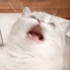 Meow 5
