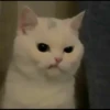 kucing gemoy 5