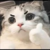 Meow 6