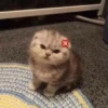 kucing gemoy 6