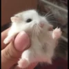 AniMaLs 9